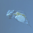 The rotifer Cephalodella spec.